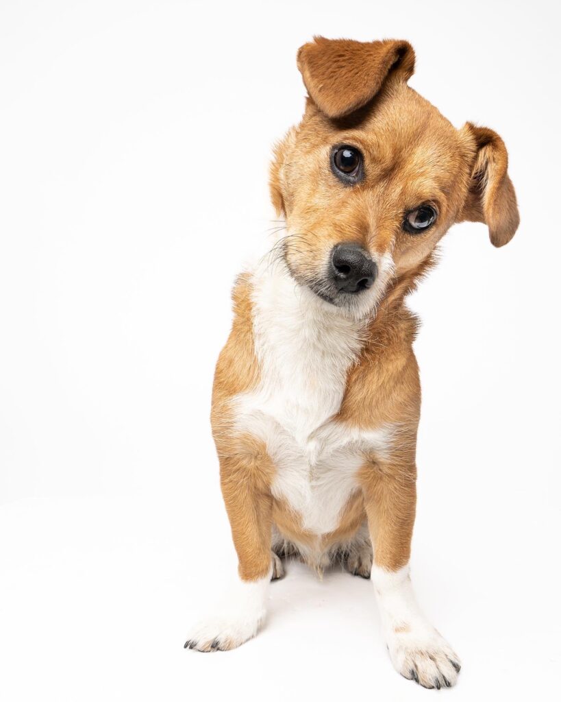 studio pet photography of a small cute corgi mix 