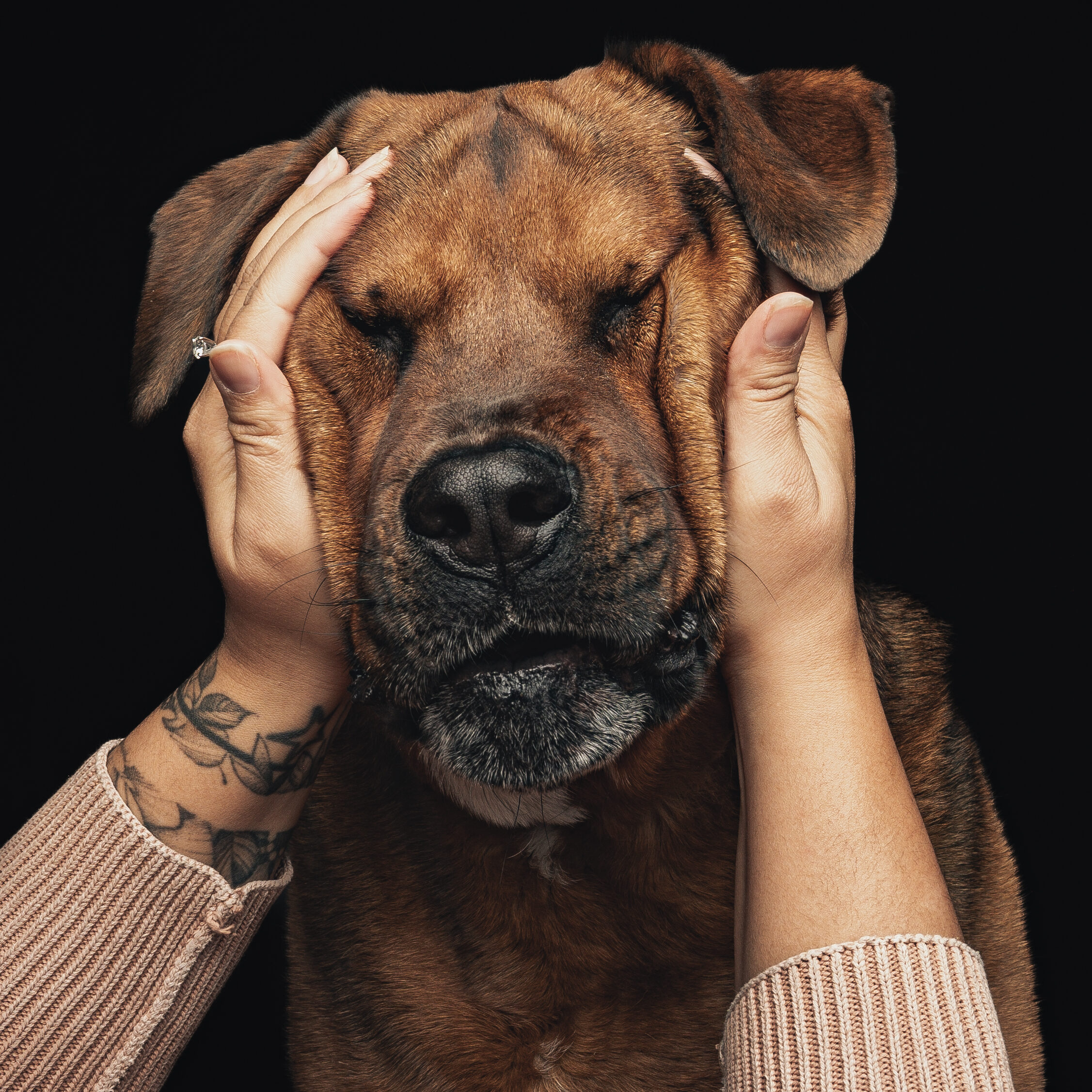 pet photography in Colorado Springs of a woman playing with dog