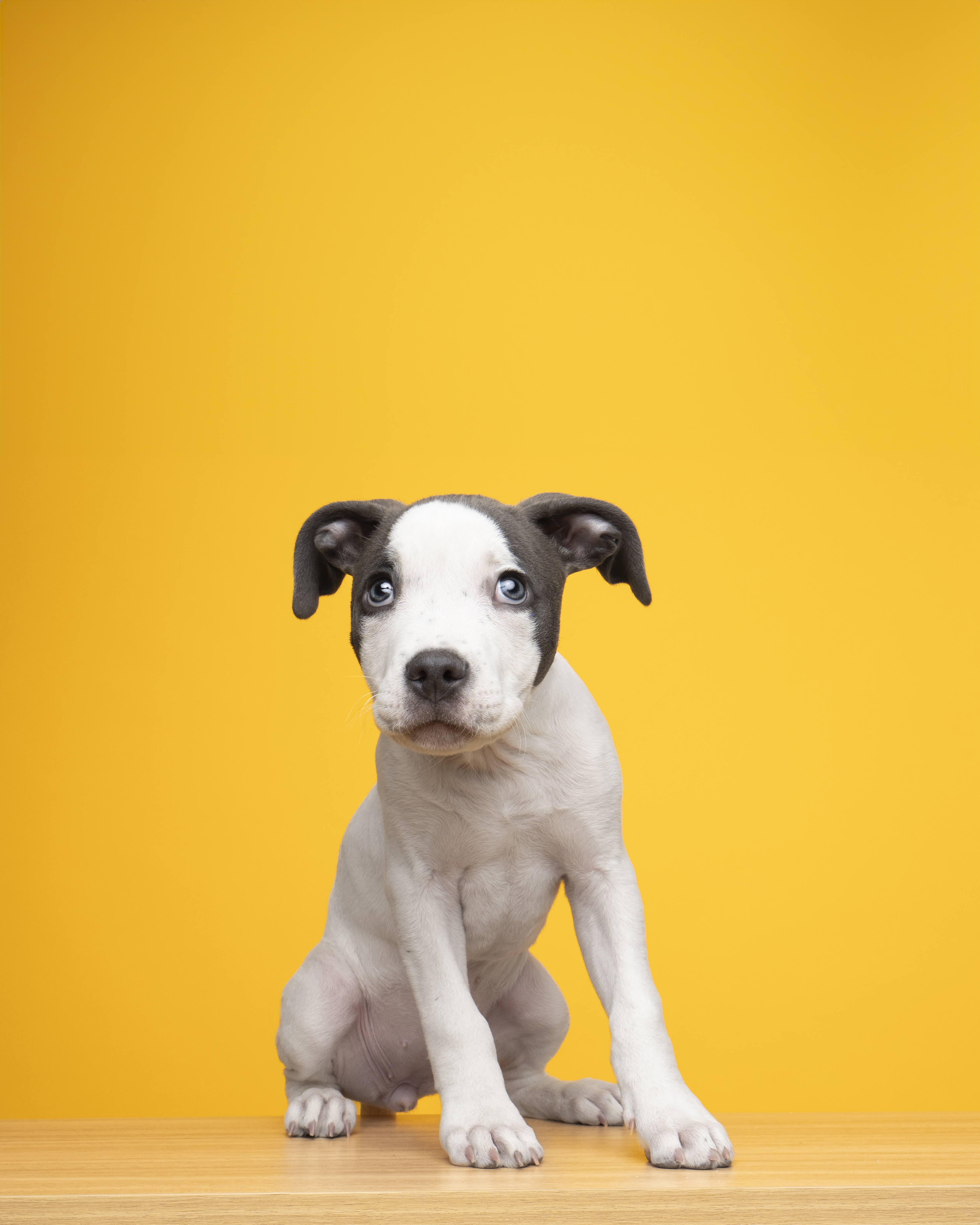 yellow background puppy sitting 