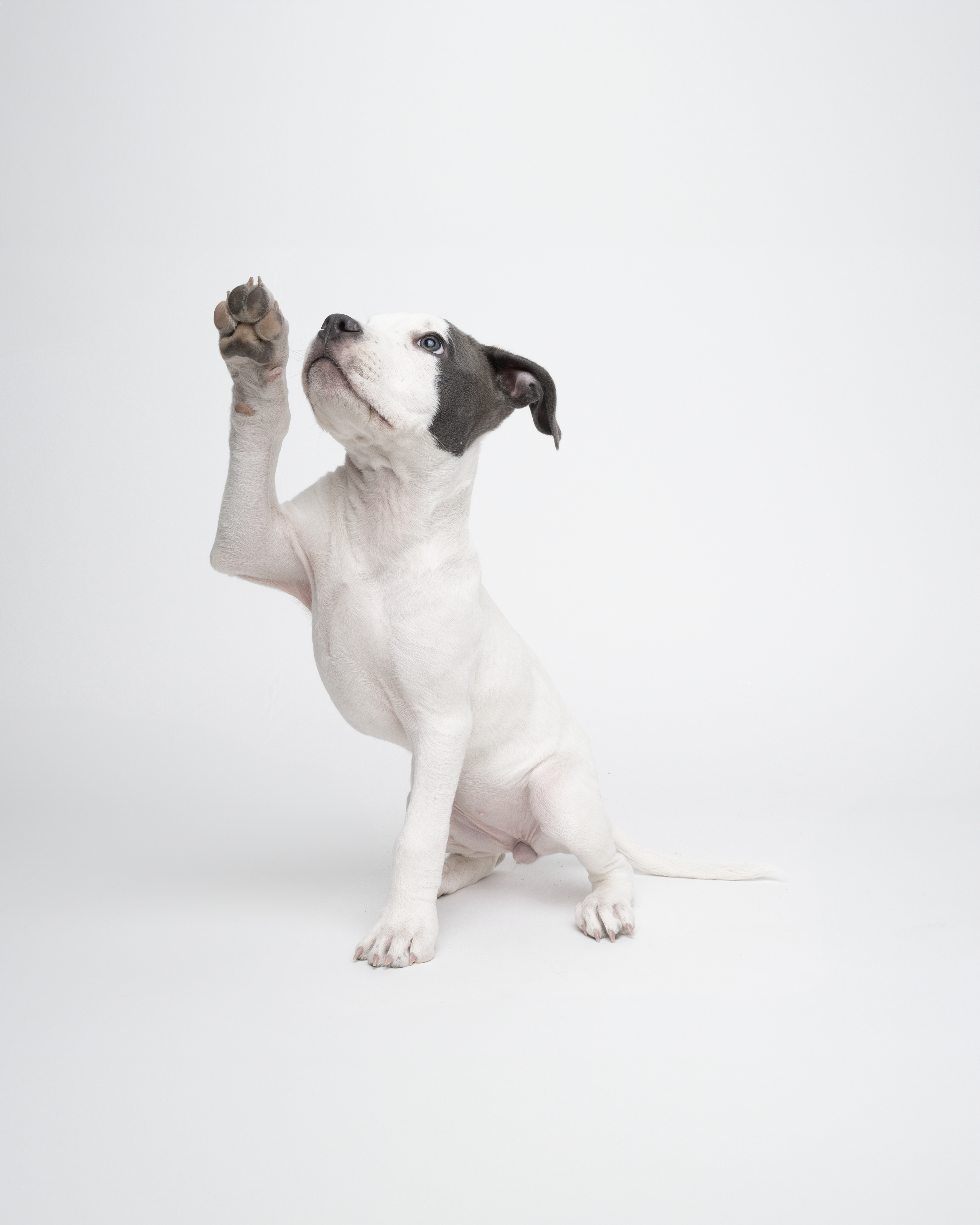 puppy giving high five