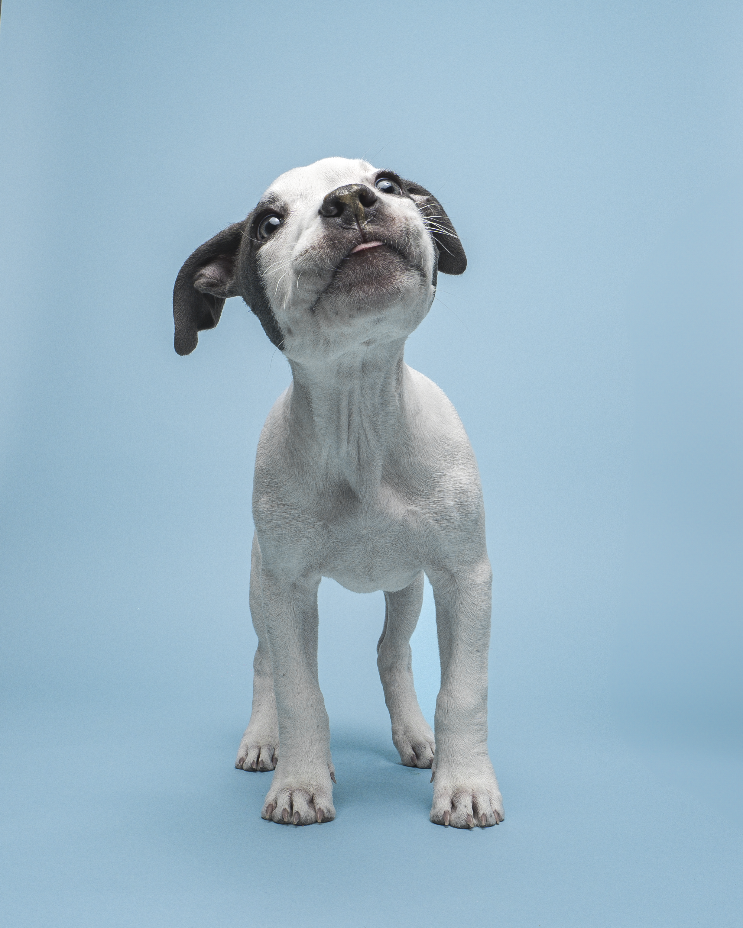 puppy with tongue out